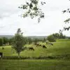 Oivind-Haug-Røros-jun.-20-2016-_O9A8780