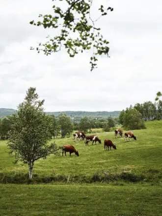 Oivind-Haug-Røros-jun.-20-2016-_O9A8780