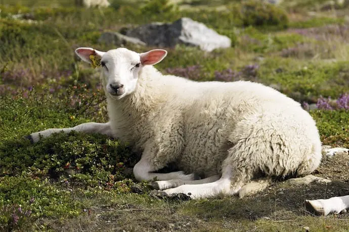 Lammefilet