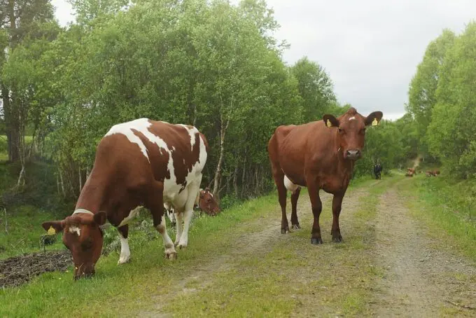 Storfe i Røros-traktene_Marius Rua