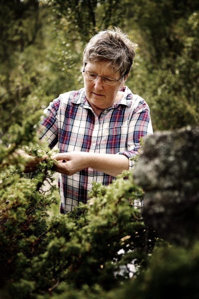 Birgitt i Fjellurt_Foto Marius Rua Birgitt i Fjellurt_Foto Marius Rua