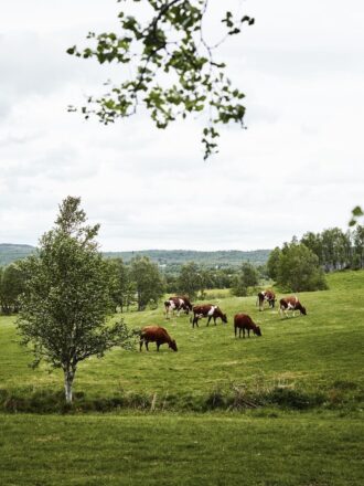 Oivind-Haug-Røros-jun.-20-2016-_O9A8780