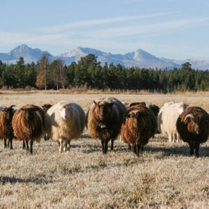 Rondane_gardsmat Rondane_gardsmat